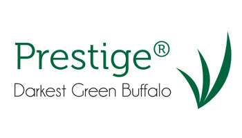 prestige soft leaf bufffalo