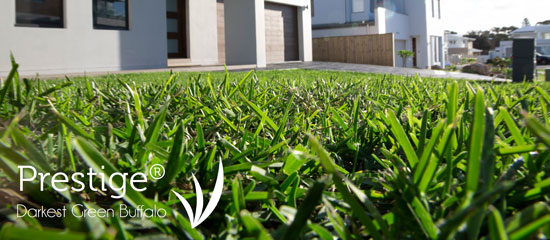 prestige soft leaf buffalo turf