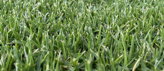seedless kikuyu turf